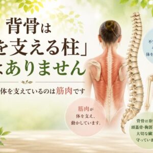 背骨は「体を支える柱」ではありません ― 本当に体を支えているのは筋肉です