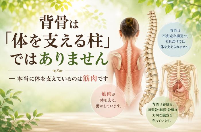 背骨は「体を支える柱」ではありません ― 本当に体を支えているのは筋肉です